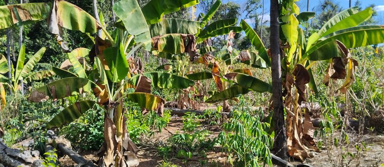 0 - Ação levantamento roças 04.jpeg