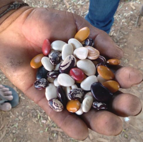 0 - Ação levantamento roças 08.jpeg