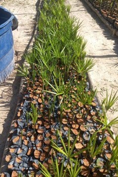 Projeto de restauração ambiental na Terra Indígena Enawene Nawe_7.jpeg