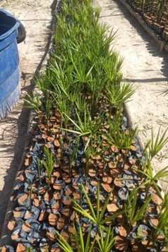 Projeto de restauração ambiental na Terra Indígena Enawene Nawe_7.jpeg