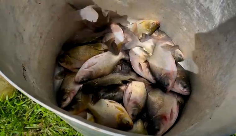 Foto: Associação Ypassali