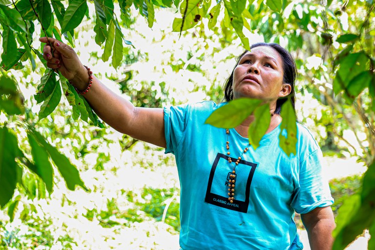 23.11.2024 - Entrega de fornos para a torrefação de café no 8º Festejo do Café na Terra Indígena Mangueira (26).JPG