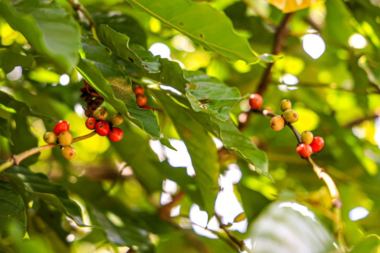 23.11.2024 - Entrega de fornos para a torrefação de café no 8º Festejo do Café na Terra Indígena Mangueira (36).JPG