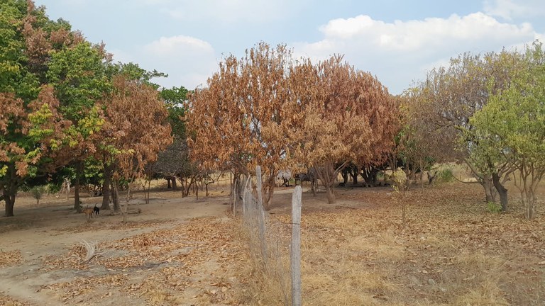 Fotos de Queimadas em Roraima (3).jpeg