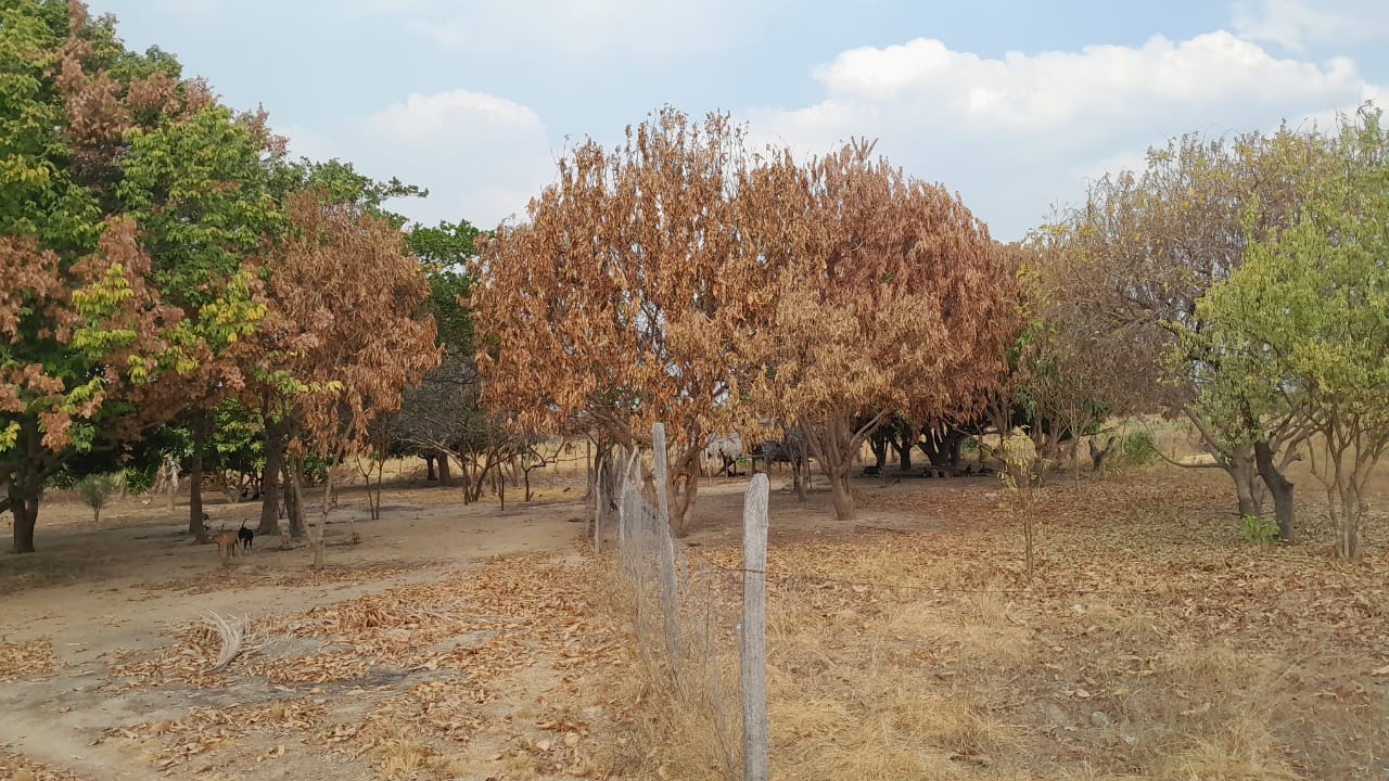 Fotos de Queimadas em Roraima (3).jpeg