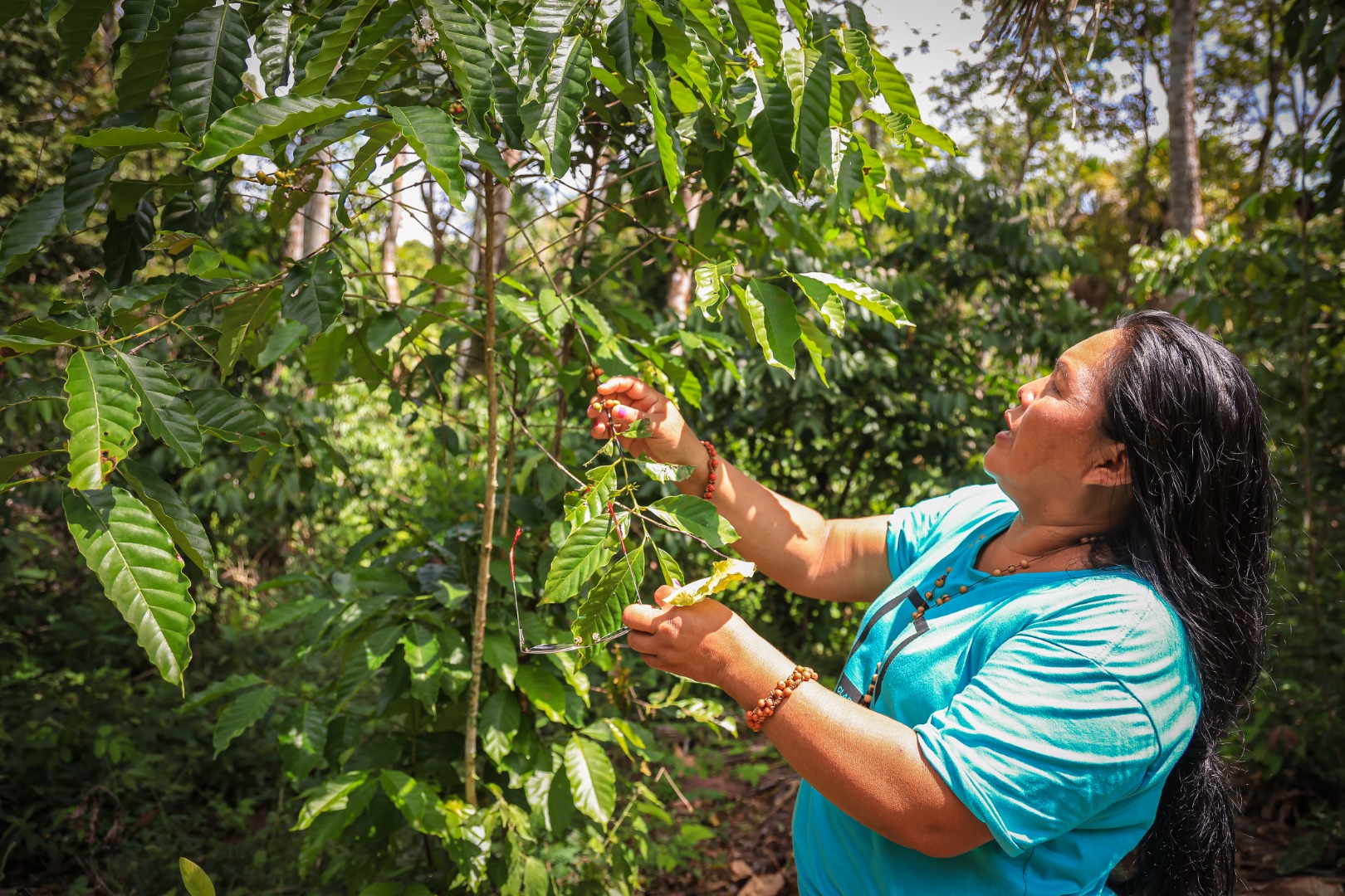22 e 23.11.2024 - Entrega fornos de torrefação de café na Terra Indígena Mangueira - Foto Lohana Chave (10).JPG