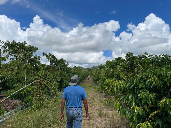 Café Paiter-Suruí Rondônia - Foto Lucas Vieira Funai (28).jpg