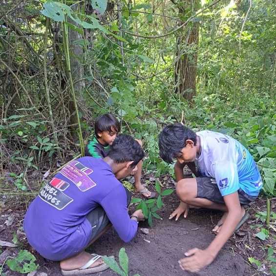 Plantação de mudas nativas da Amazônia no Pará - Foto Divulgação Funai (2).jpg