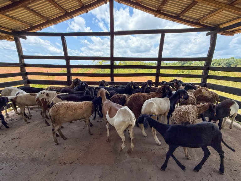 27 e 28.08 - entrega de ovinos CR Roraima Crédito_Igor Nunes 2.jpg