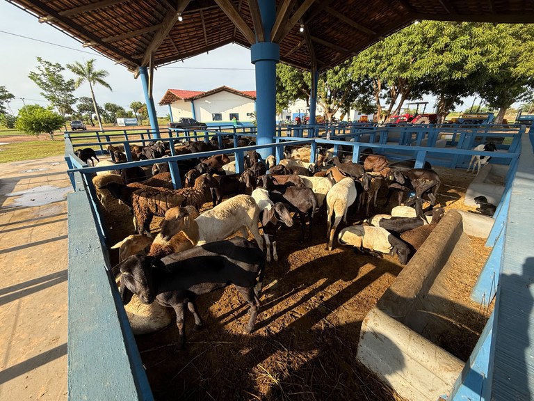 27 e 28.08 - entrega de ovinos CR Roraima Crédito_Igor Nunes.jpg