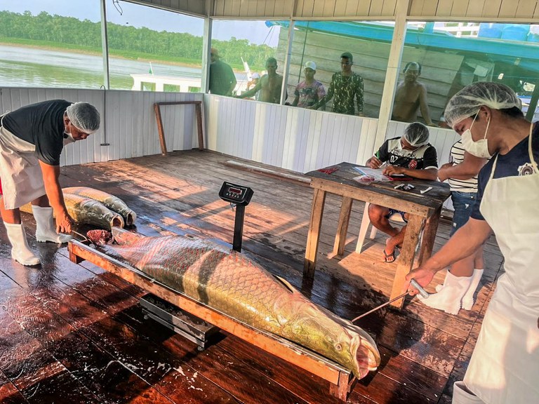 TI ITXI MITARI - Pirarucu - etnia Apurinã (2).jpg