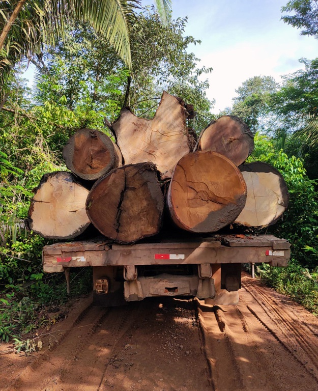 combate exploração madeireira_AM.jpeg