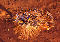 ‘A grande volta do manto tupinambá’ é tema de exposição contemplada com o Prêmio Funarte Artes Visuais