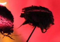 Artista visual Leila Reinert é homenageada na Funarte SP com duas exposições gratuitas