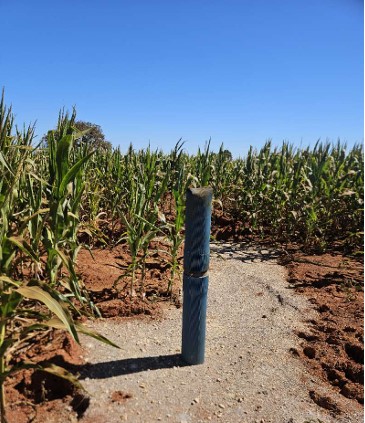 Tubo azul de poço artesiano instalado em terreno próximo a um milharal.