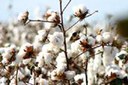 algodão 175.jpg