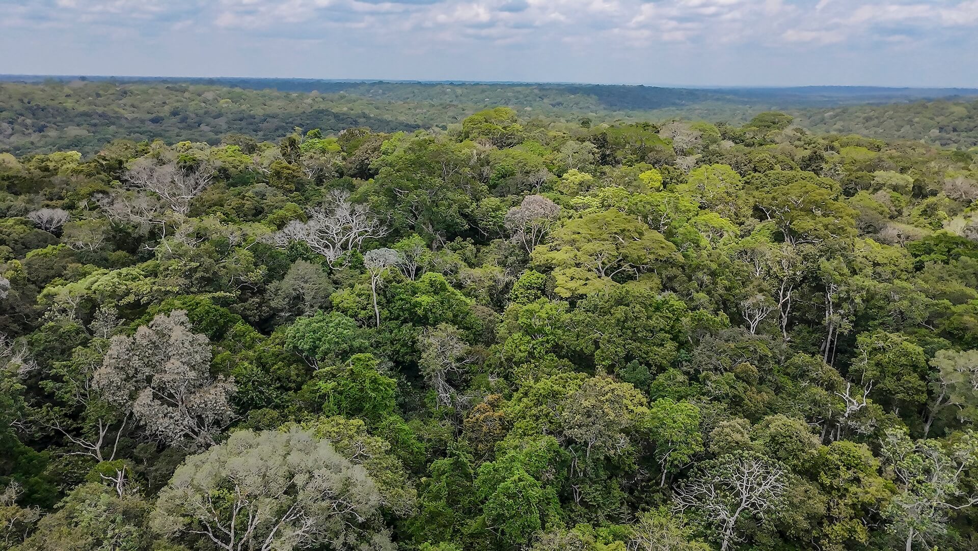Amazon Rainforest, the largest rainforest in the world. Photo: Audiovisual/G20