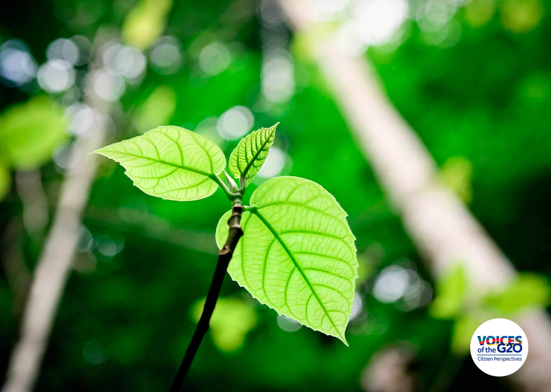 Organized in global climate cooperation networks, civil society expects speed and more ambitious goals against the crisis