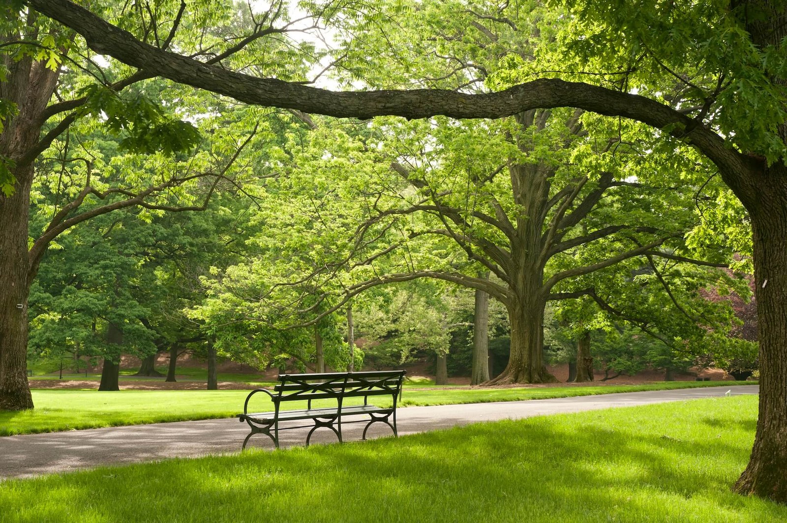 Attracting investment to green assets, such as parks, is the subject of debate at the G20. Credit:  Ivo M. Vermeulen/ New York Botanical Garden