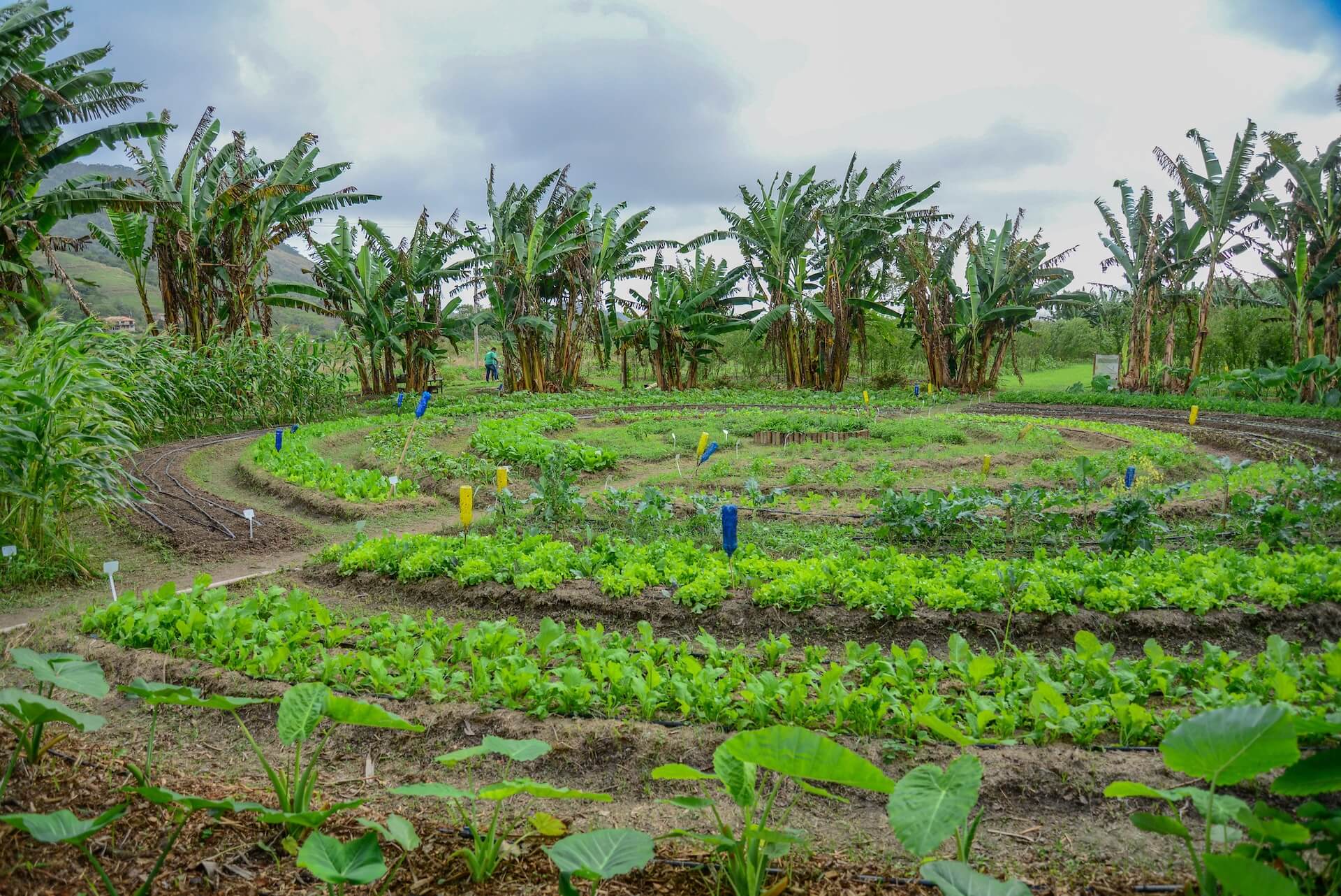 Finca de agroecología en Maricá, Río de Janeiro, respeta los ecosistemas para la producción de alimentos y la preservación de los recursos naturales | Foto: MDA