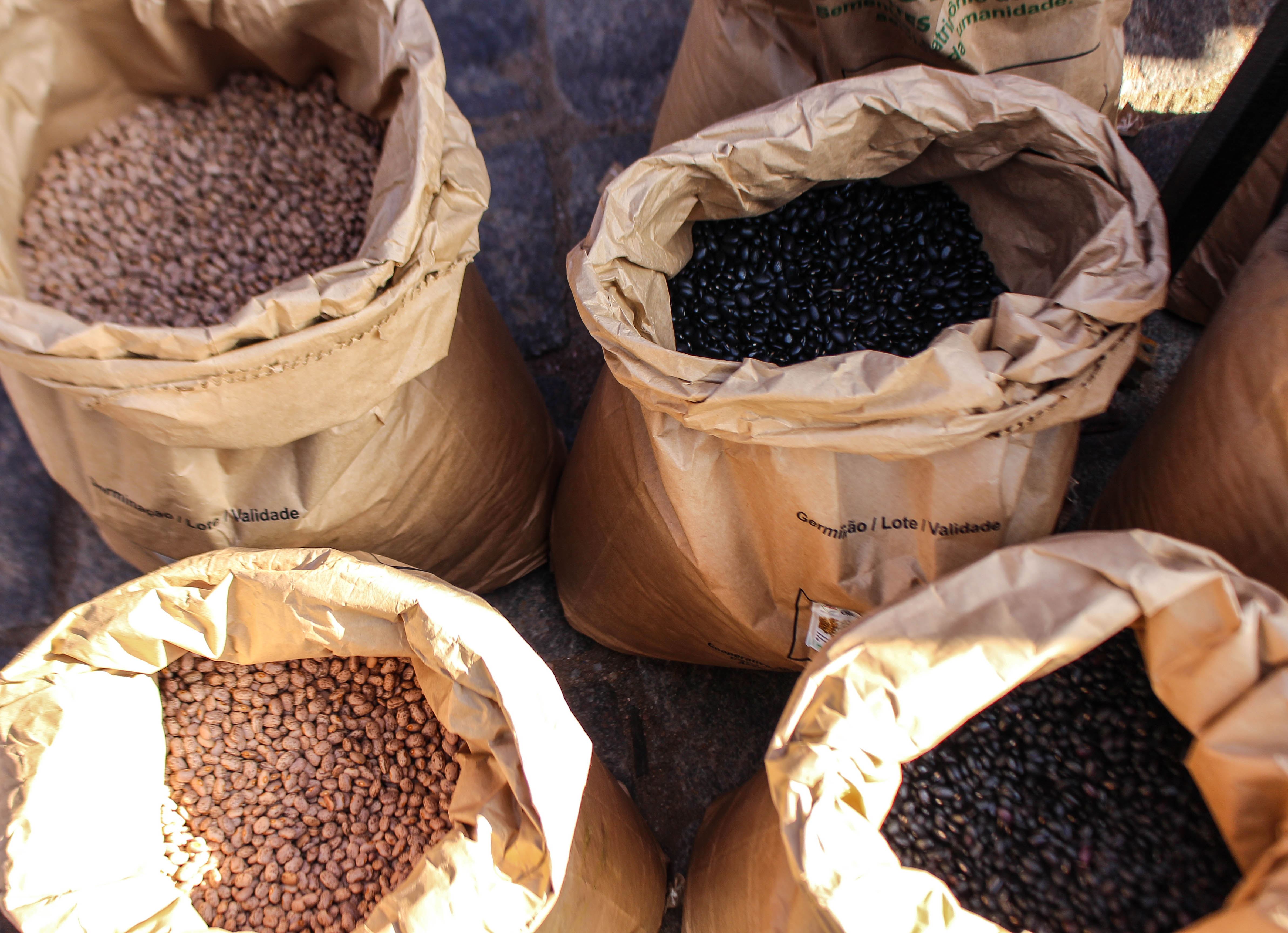 É nas propriedades da agricultura familiar que a maior parte do feijão brasileiro é produzido | Foto: Catiana Medeiros