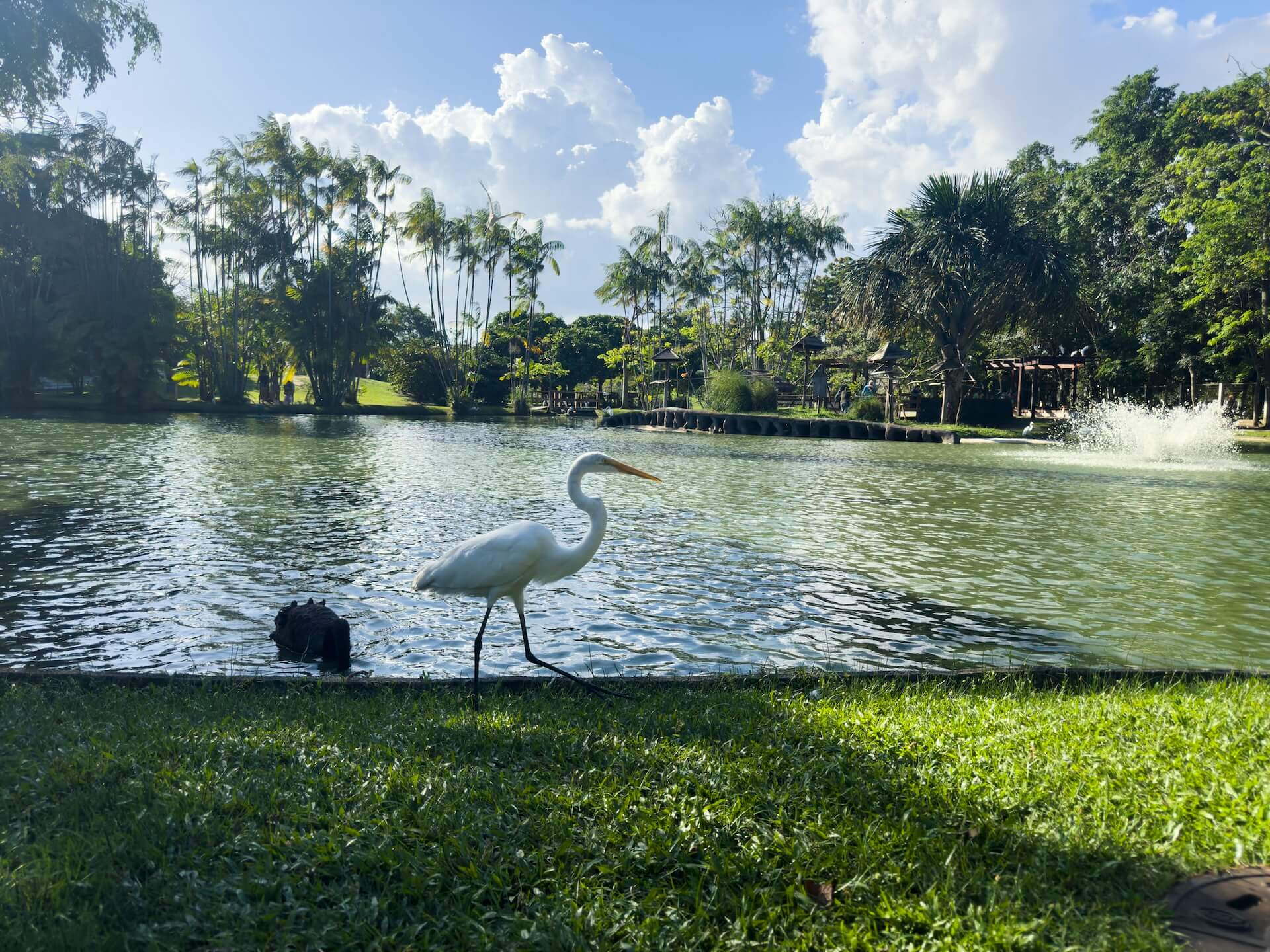 Financiamento privado surge como proposta essencial nas discussões do G20 em Belém, como fonte para preservar a natureza frente à crise climática global | Foto: Audiovisual G20