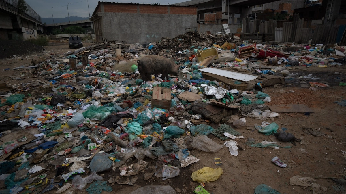 Pigs forage through garbage in areas without access to proper waste disposal in the Favela da Maré. Credit: Eduardo Bispo
