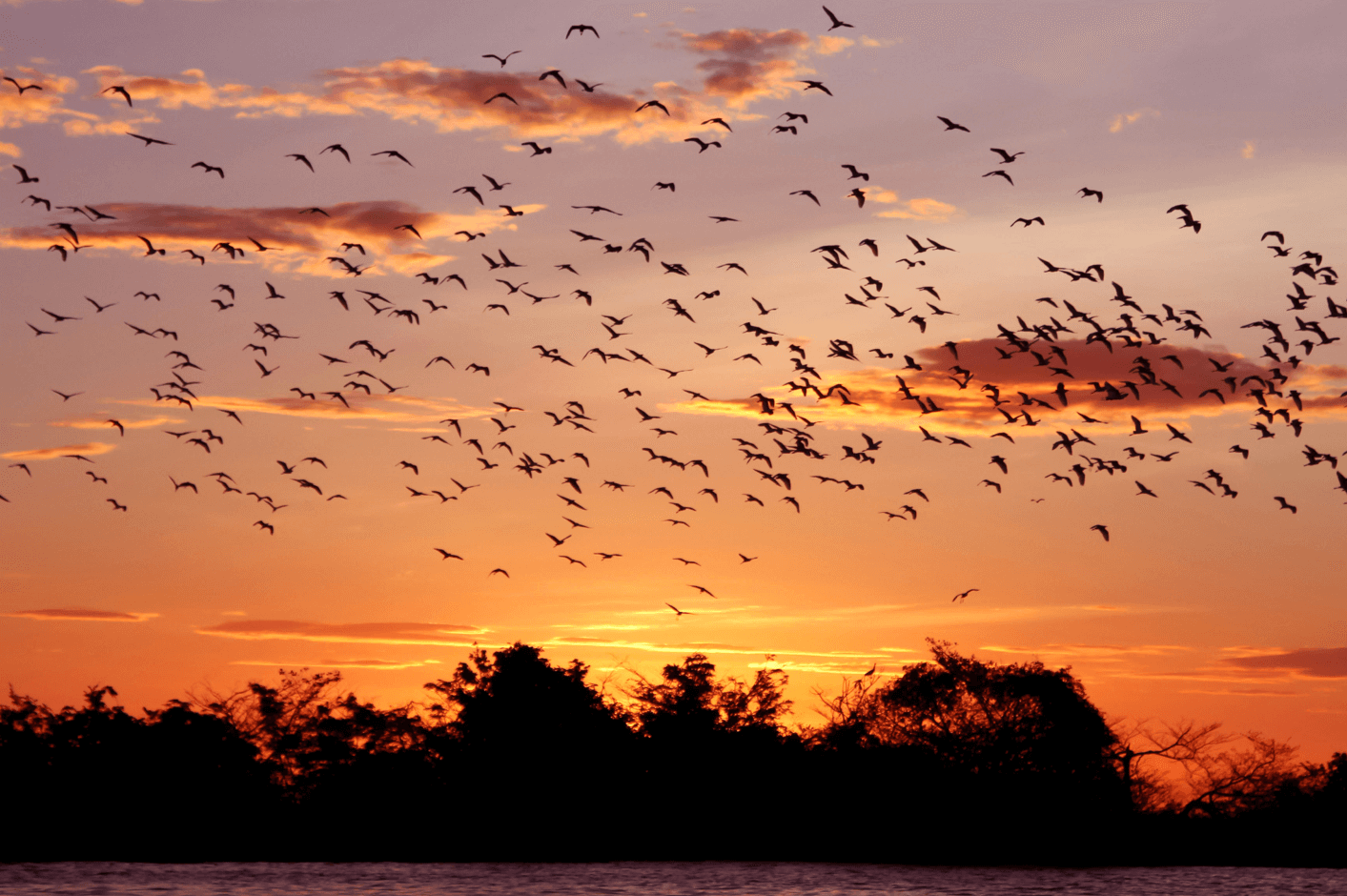 A Amazônia é a maior floresta tropical do mundo. Foto: Divulgação/Getty Images