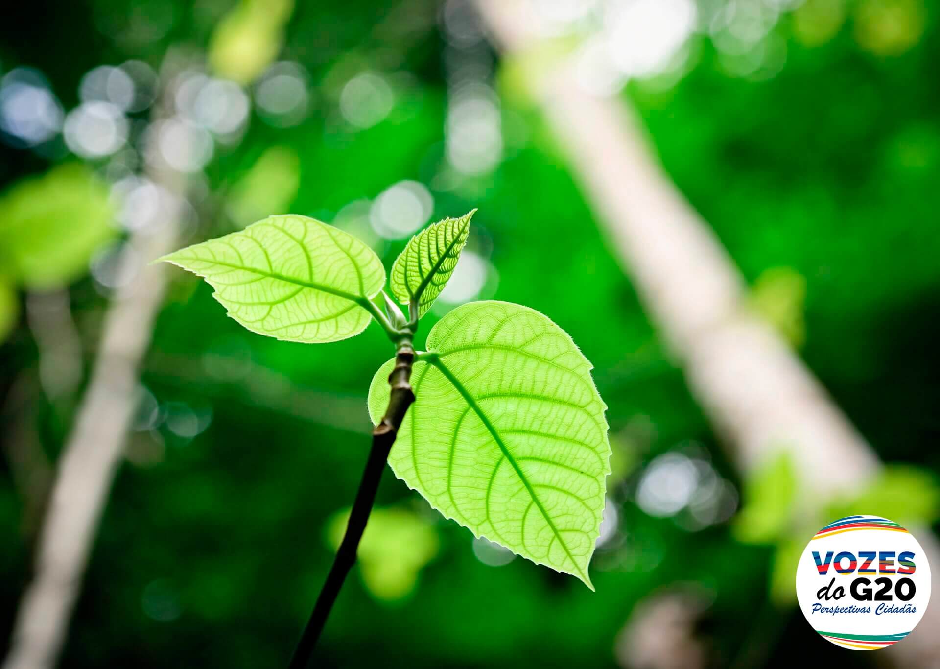 Articulada em redes globais de cooperação pelo clima, sociedade civil espera celeridade e metas mais ambiciosas contra a crise