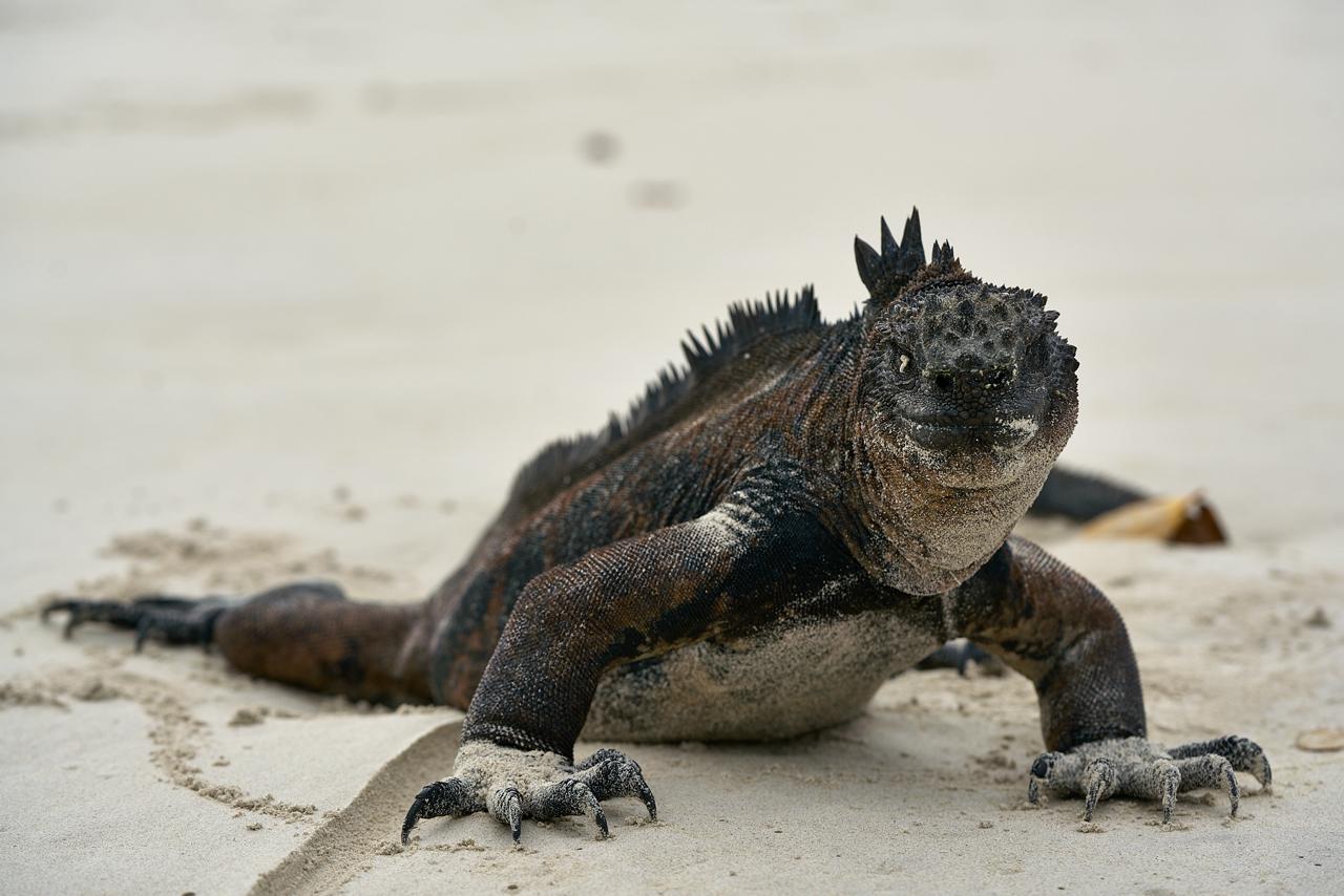 El BID realizó un canje de deuda por servicios climáticos de 1.100 mil millones de dólares con Ecuador, que le permitirá ampliar la conservación en la isla de Galápagos. Crédito: Divulgación/BID