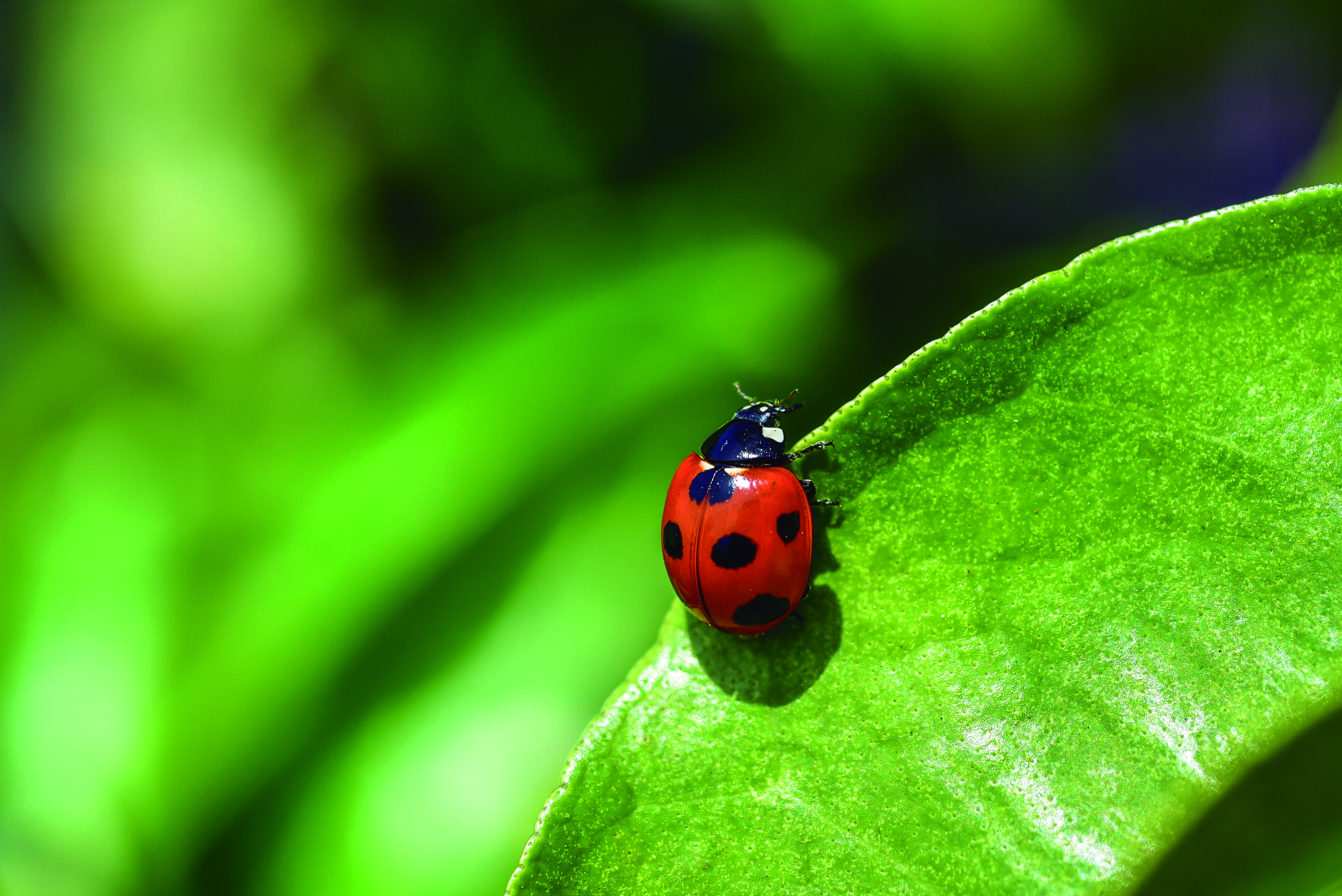 Rede GOV.BR: em Belo Horizonte, é possível solicitar joaninhas para o controle biológico de pragas urbanas