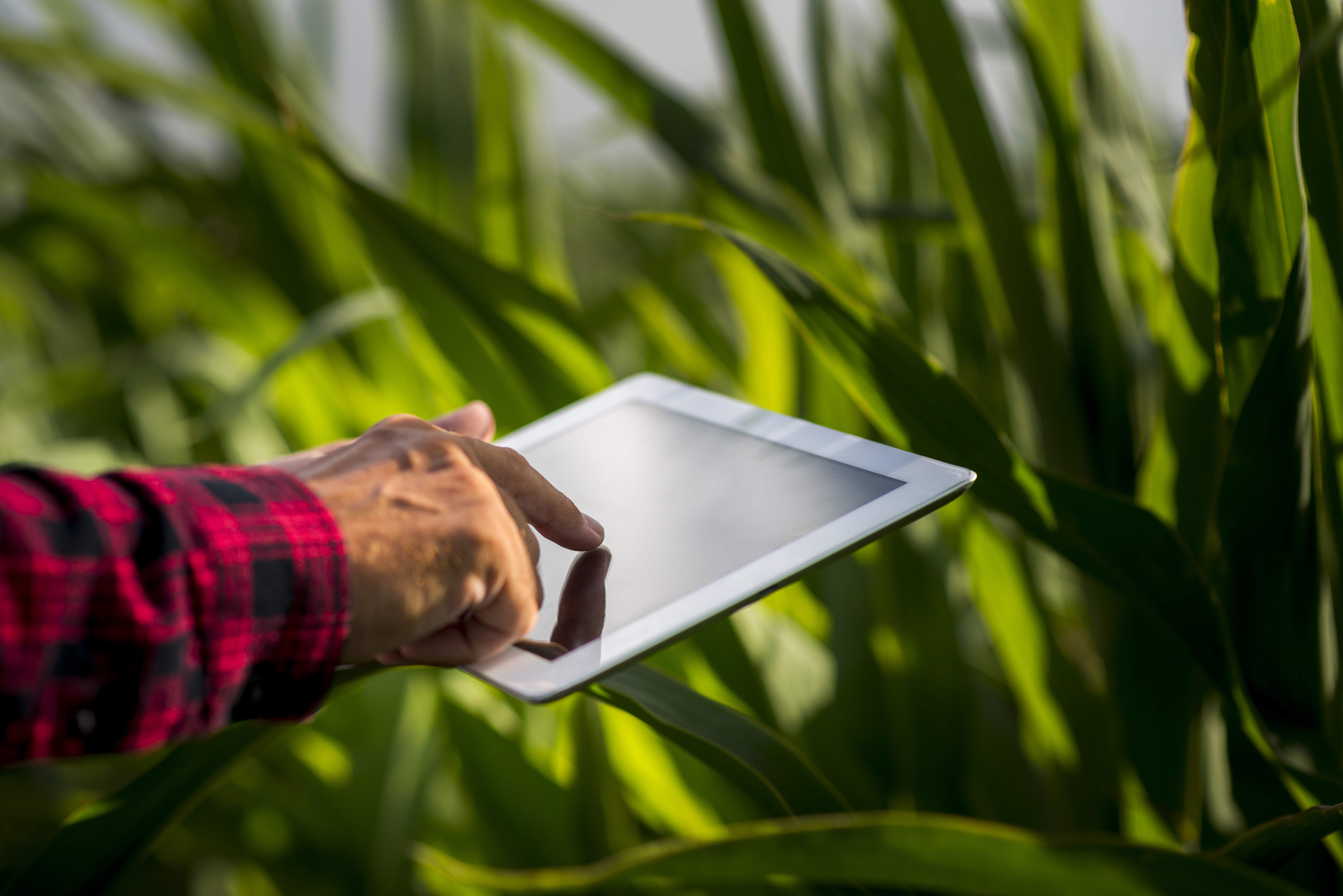 Homem usando um tablet em um campo