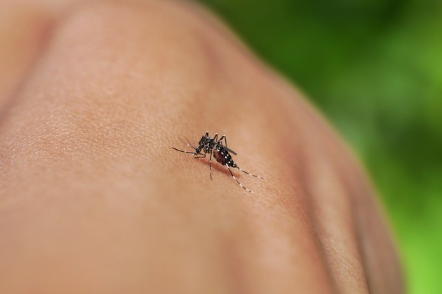 Dengue, zika, chikungunya e Oropouche: infectologista da HU Brasil explica diferenças e alerta para riscos da automedicação
