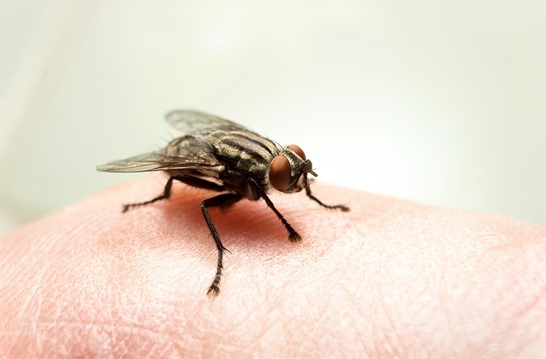 24022026 ebserh virose da mosca.jpeg