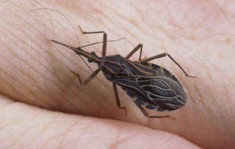 14042023 doença de chagas tratamento.jpg