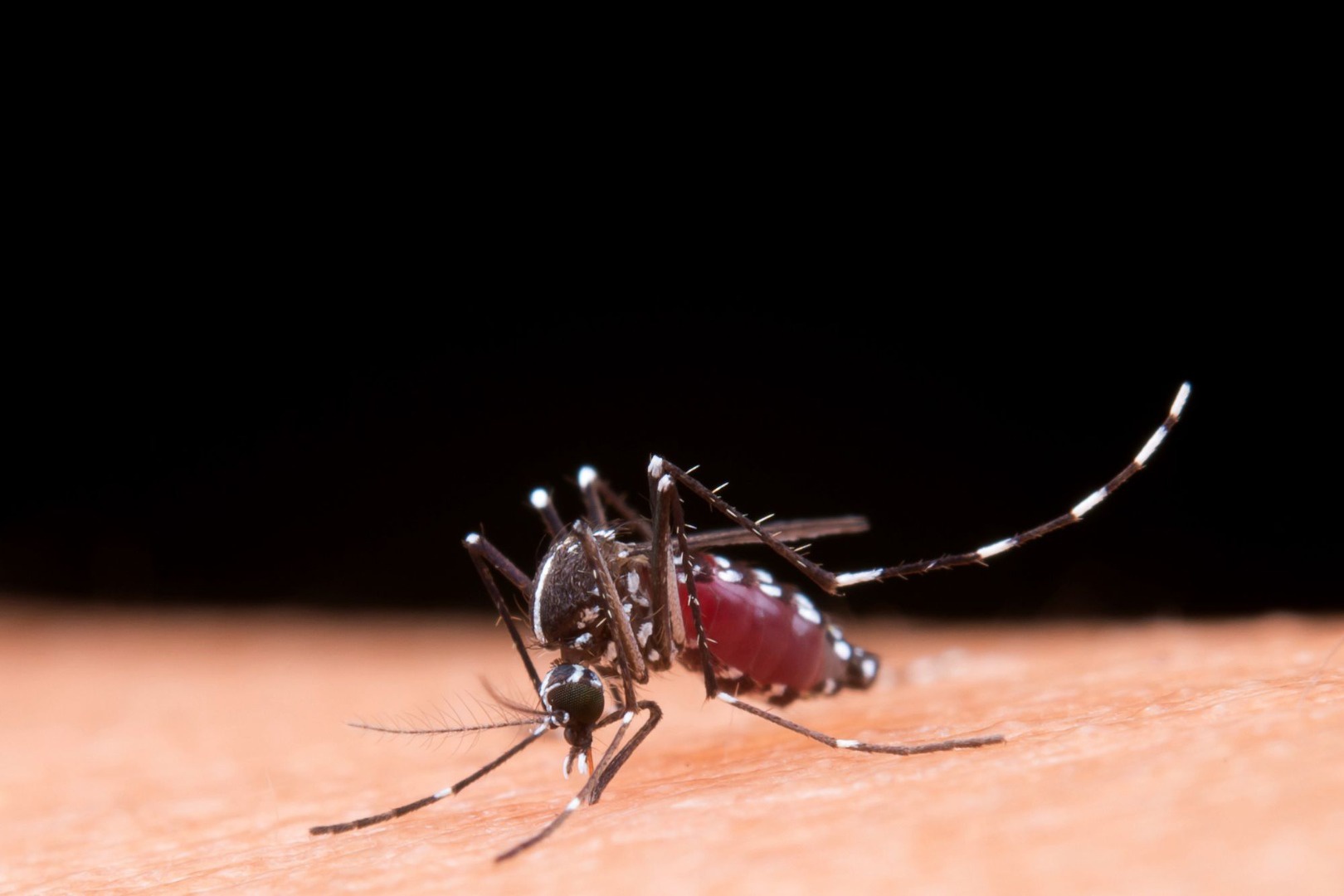 20112023 dengue ebserh 2.jpg