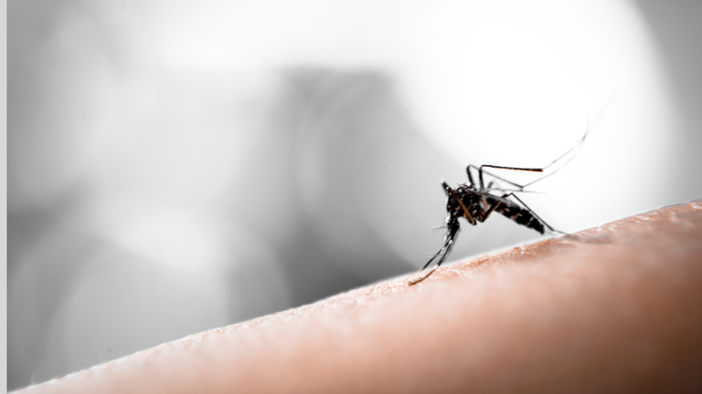 25042024 Luta contra a malária 99% dos casos da doença no Brasil estão na região amazônica 1.png