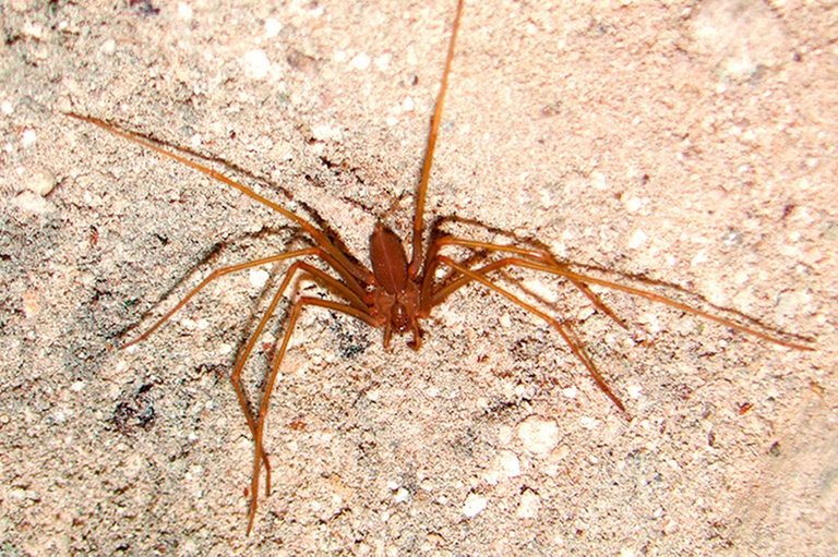 08122023 aranha marrom ebserh hdt