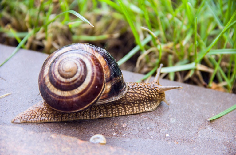 28042021 pesquisa esquistossomose hc-ufpe.jpeg