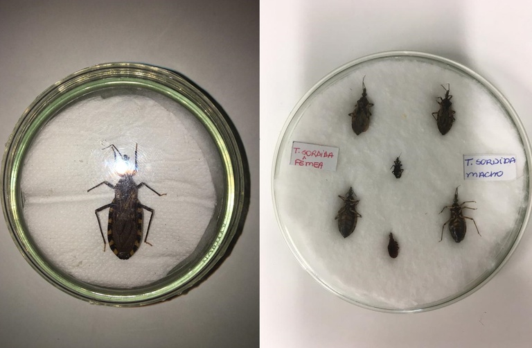 14042023 doença de chagas pesquisas.jpg