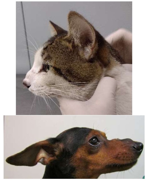 Esporotricose felina e canina: nódulos na ponte nasal. Fonte: Arquivo do Instituto Nacional de Infectologia Evandro Chagas – Fiocruz/RJ 