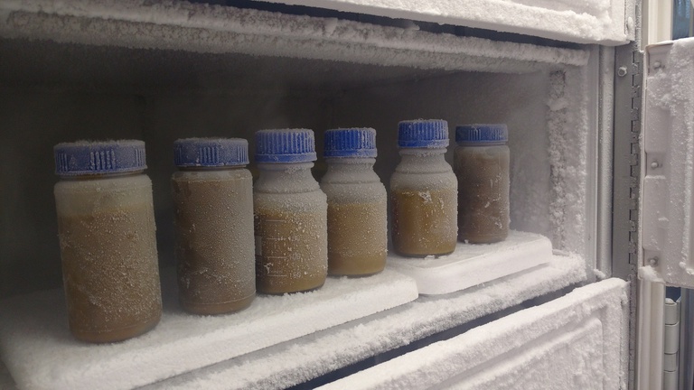 22112022 transplante fezes hc-ufmg.jpg