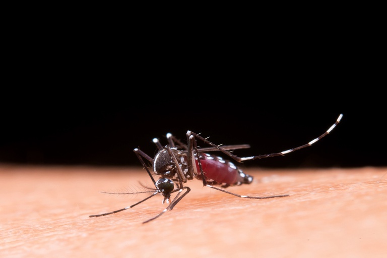 Dengue