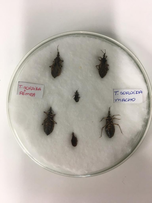 Barbeiros macho e fêmea.jpeg