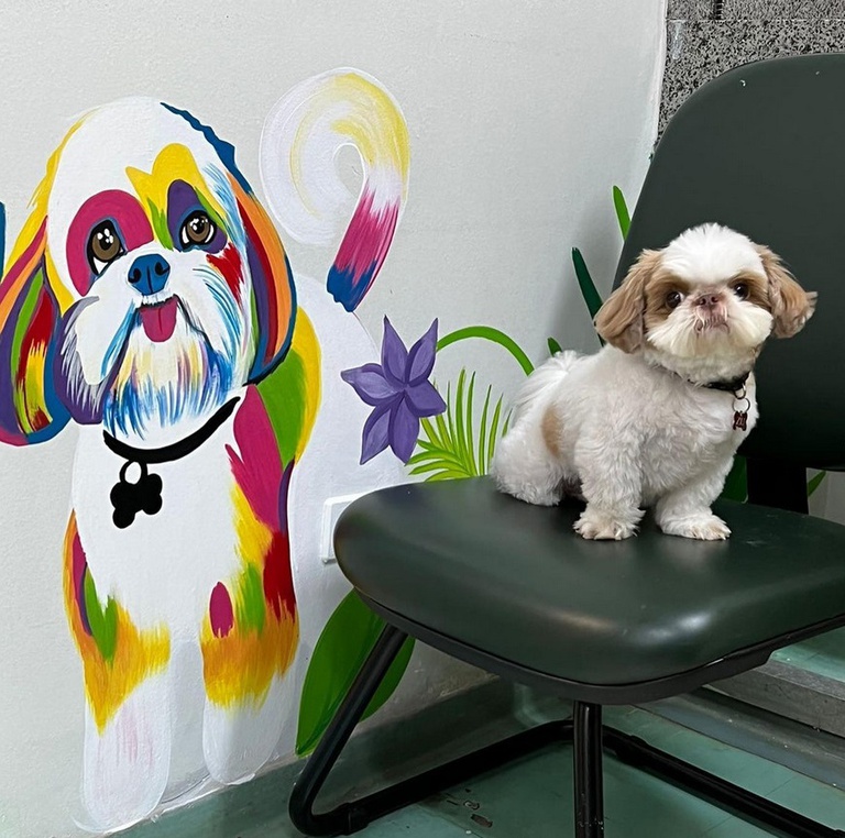 Cão terapeuta Zili retorna ao Humap-UFMS após quase 2 anos