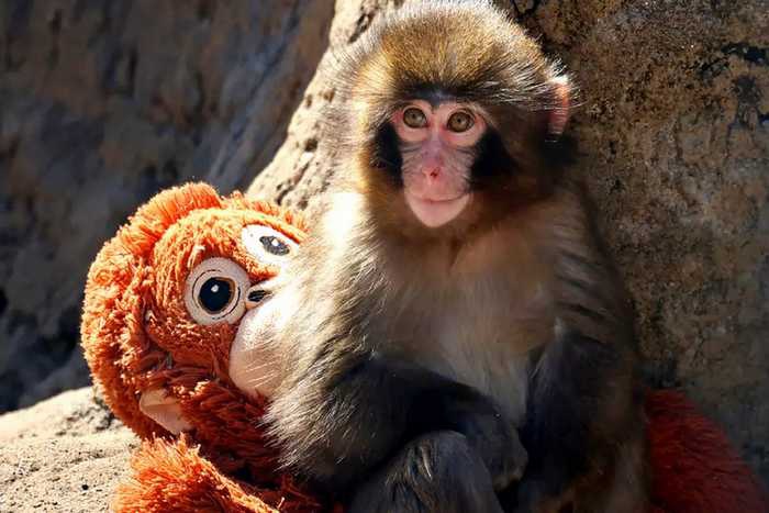 Macaquinho-Punch-Ichikawa-City-Zoo.jpg