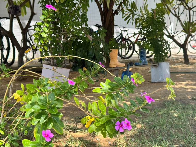 No HU-Univasf, beleza e leveza fazem parte de jardim composto por materiais recicláveis