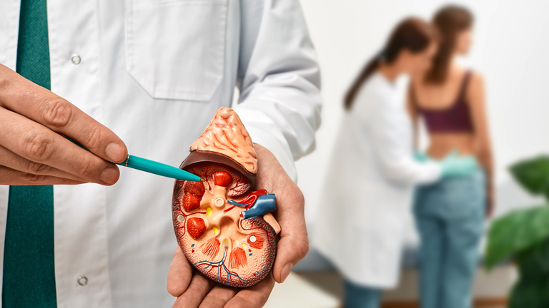 Especialista do Huol fala sobre doenças renais crônicas e caminhos para quem necessita de um transplante de rim