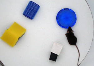 experimentofotoarthurfranc3a7acedidajpg