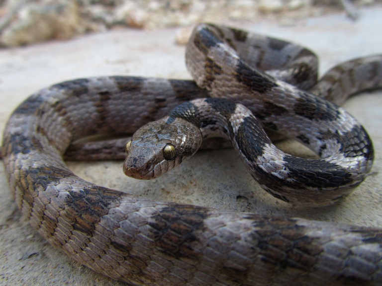 closeup-shot-european-soosan-cat-snake-crawling-ground-malta.jpg